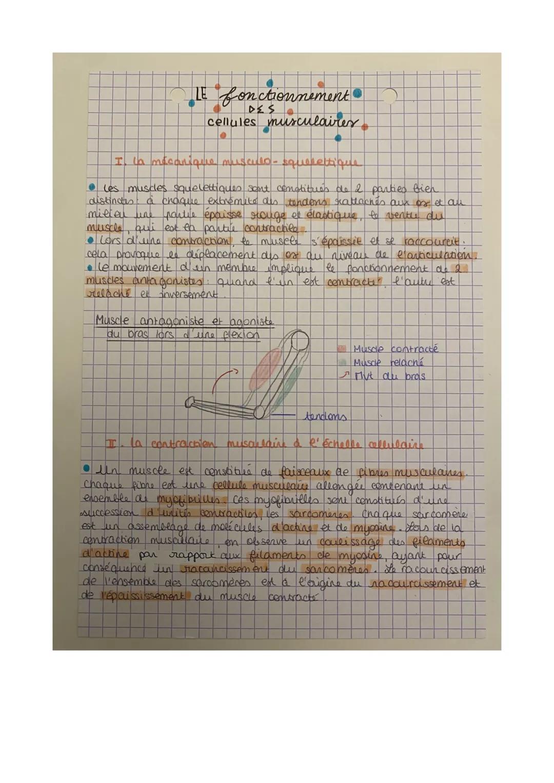 le fonctionnement des cellules musculaires
