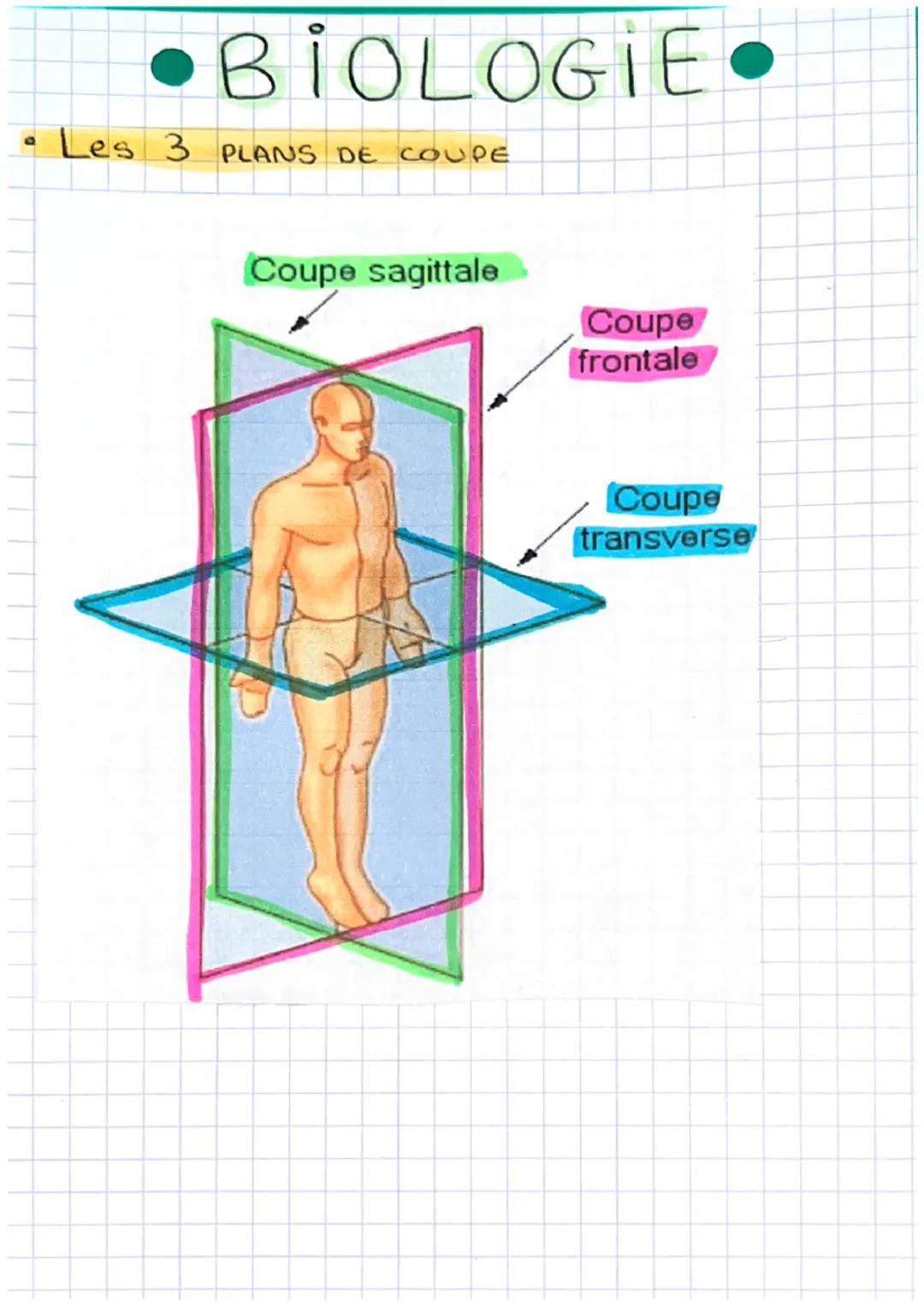 J
BIOLOGIE.
Les 3 PLANS DE COUPE
Coupe sagittale
Coupe
frontale
Coupe
transverse cencéphale
CAVITE
CRANIENNE
* partie SUPERIEURE
(moelle
CAV