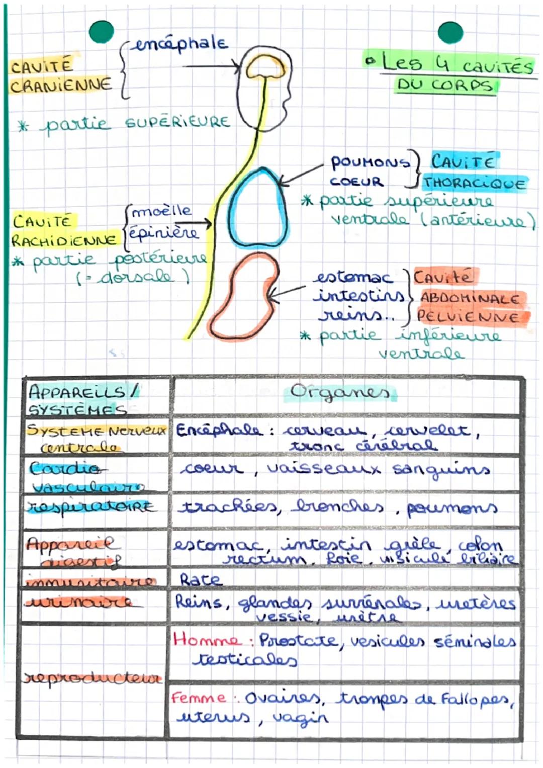 J
BIOLOGIE.
Les 3 PLANS DE COUPE
Coupe sagittale
Coupe
frontale
Coupe
transverse cencéphale
CAVITE
CRANIENNE
* partie SUPERIEURE
(moelle
CAV