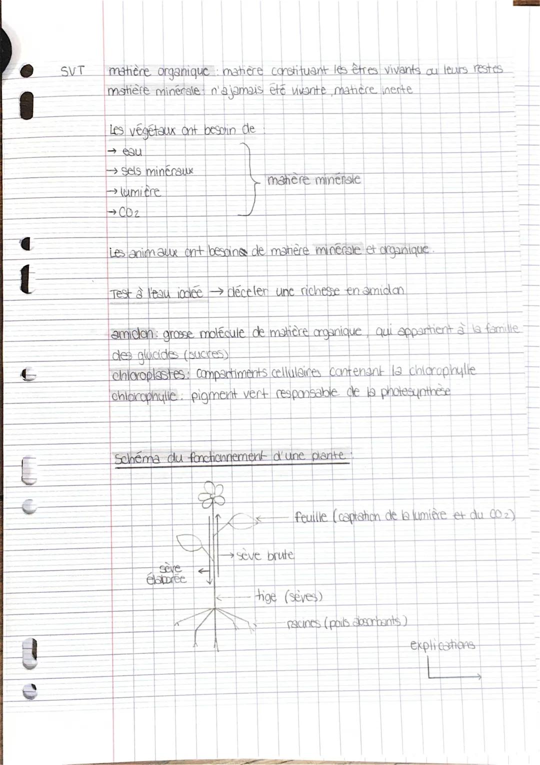 Exposé sur la Photosynthèse : Schéma, Étapes et Explication Simple