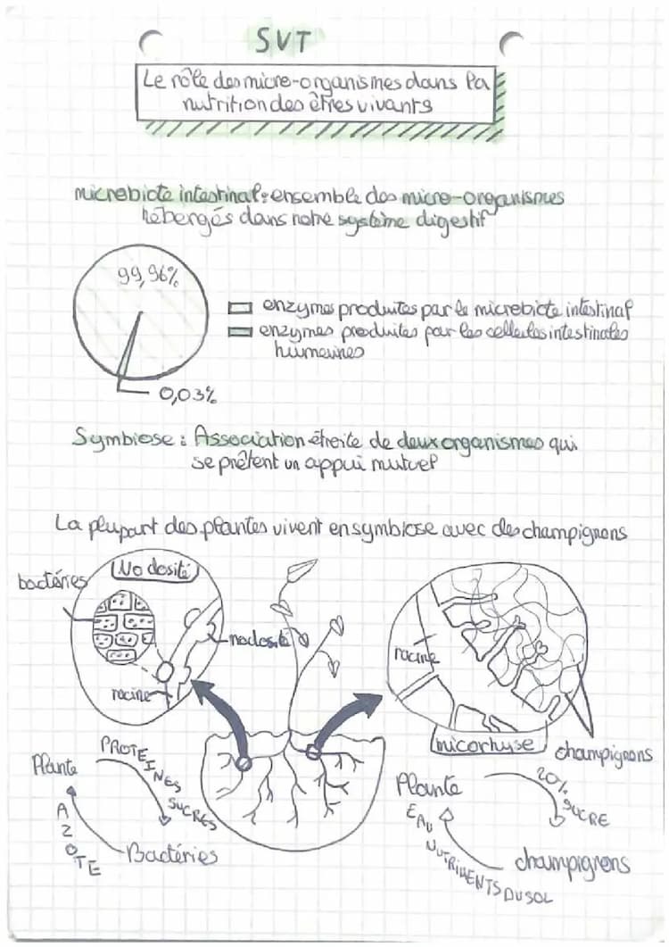Know Rôle des micro-organismes dans la nutrition des êtres vivants  thumbnail