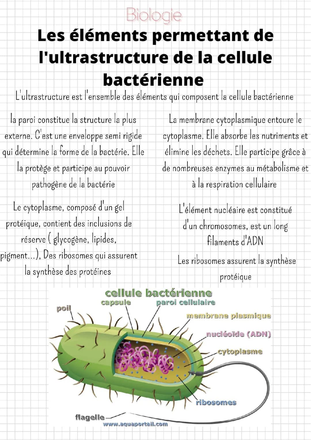 Schéma et Description de la Cellule Bactérienne et sa Membrane