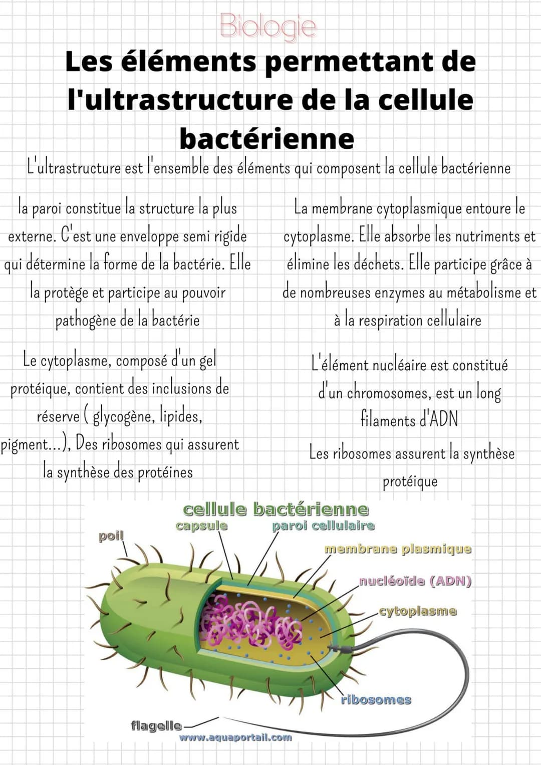 Les éléments permettant de
l'ultrastructure de la cellule
Biologie
bactérienne
L'ultrastructure est l'ensemble des éléments qui composent la