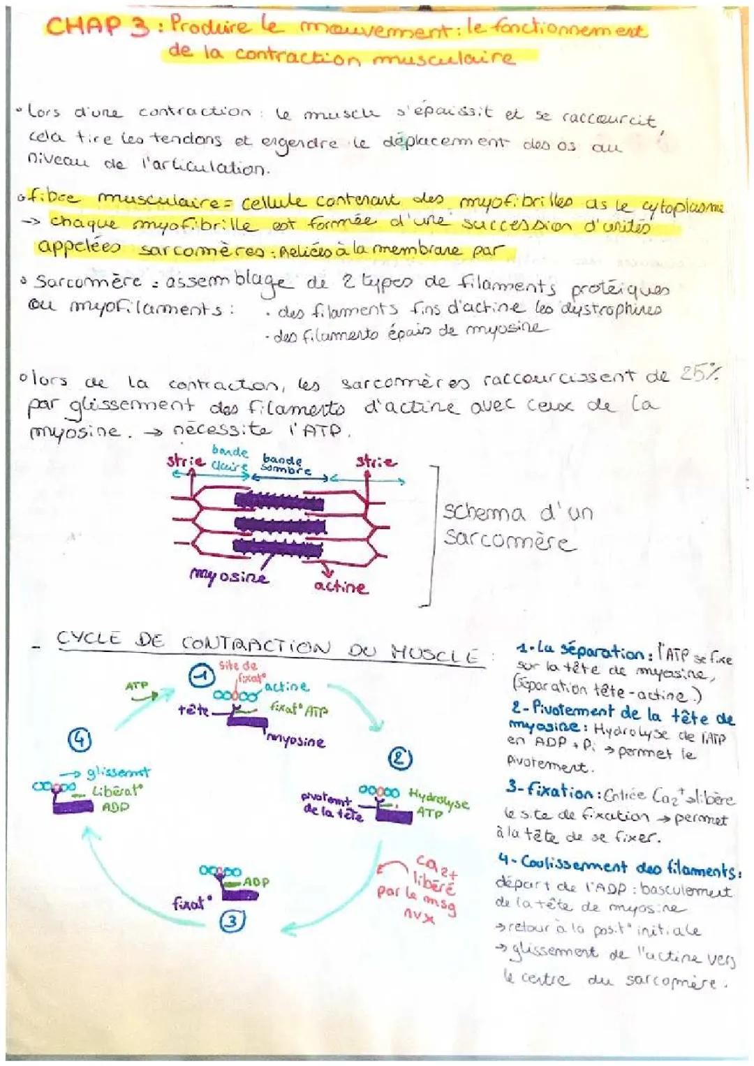 Les 5 étapes de la contraction musculaire et rôle du calcium