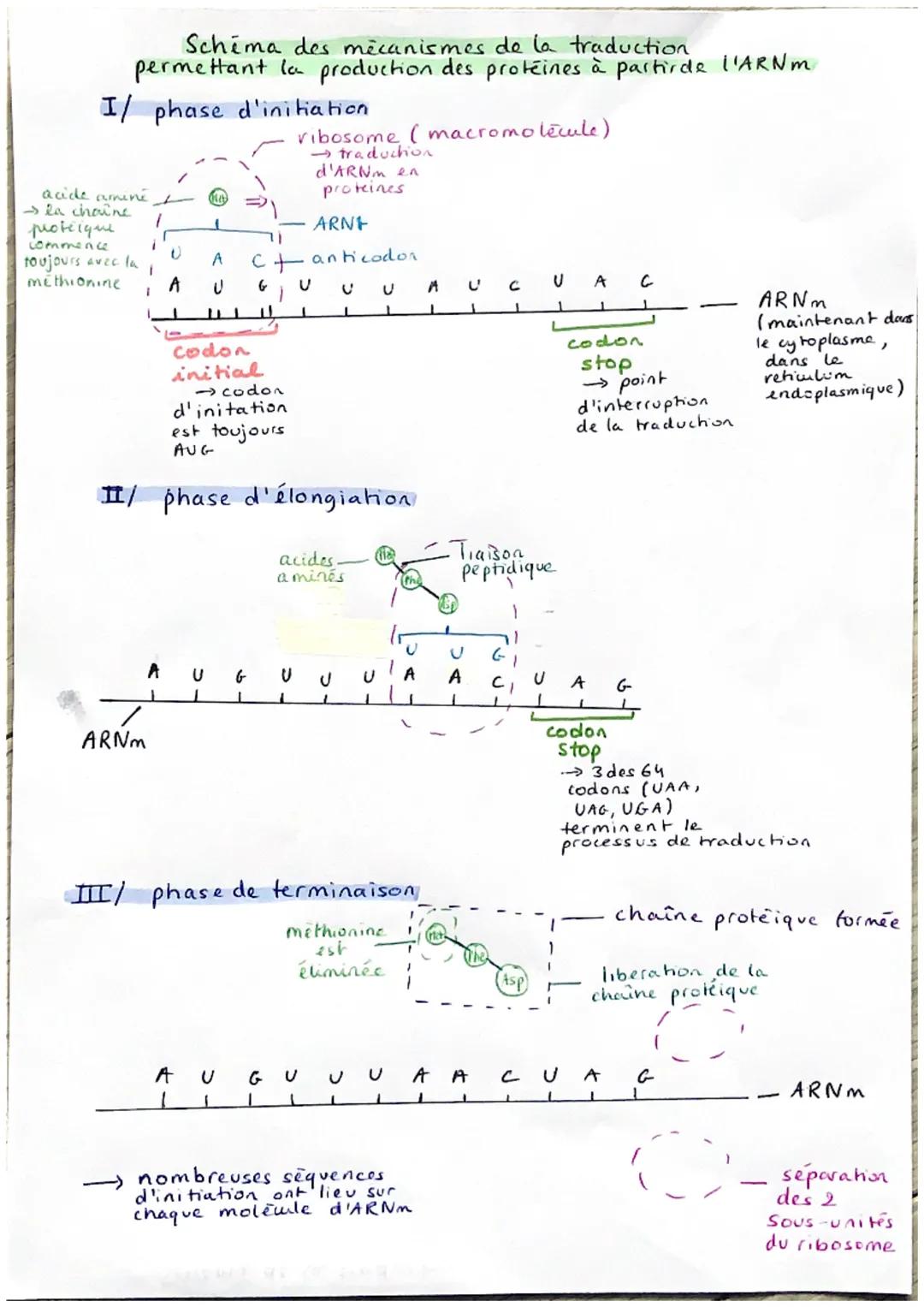 Schéma des mécanismes de la traduction
permettant la production des protéines à partir de l'ARN m
I/ phase d'initiation
acide amine
- la cha