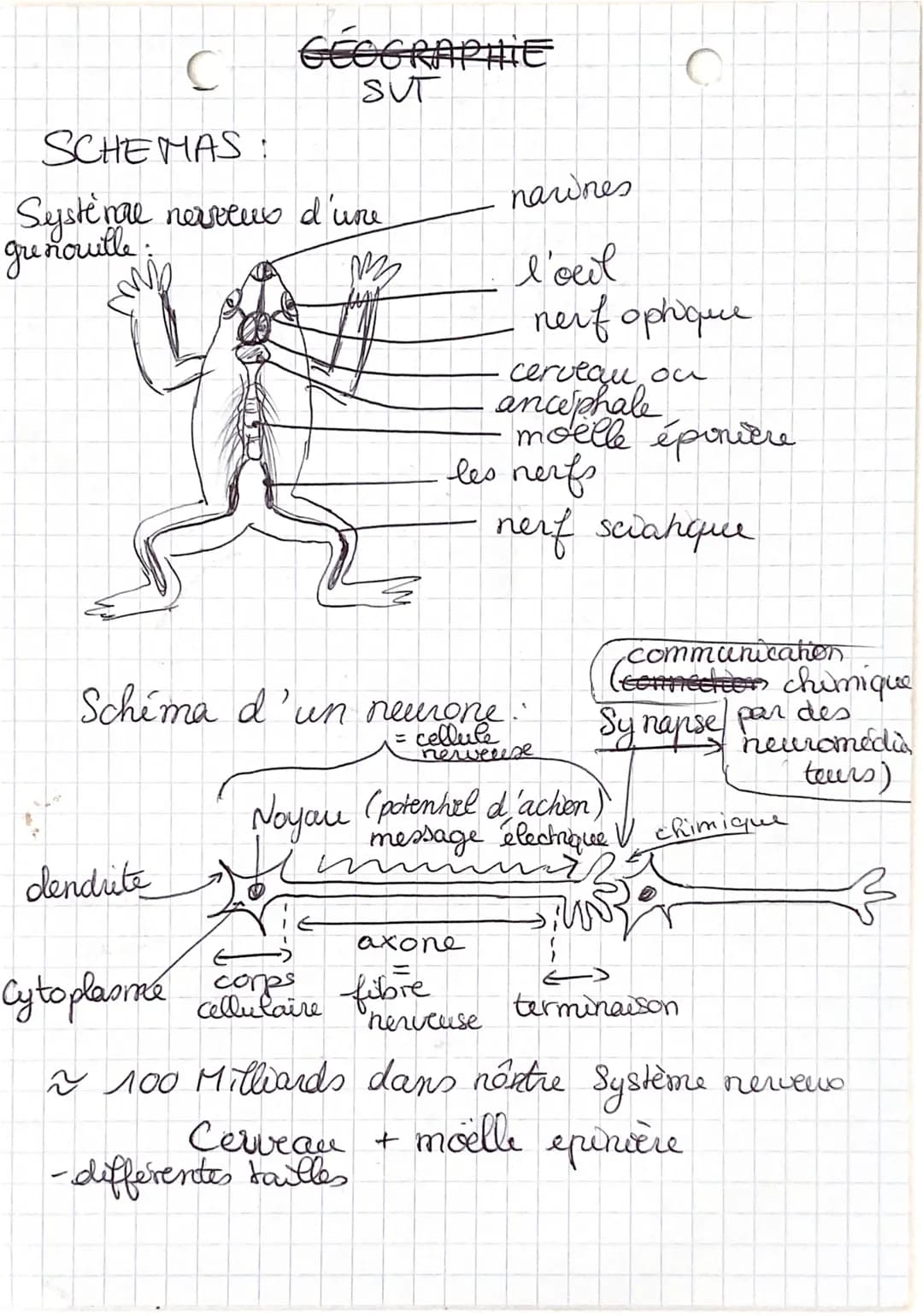 GEOGRAPHIE
SUT
C
SCHEMAS:
Système nerveus d'une
grenouille :
m
dendrite
nawnes
les nerfs
Schéma d'un nemone.
= cellule
-differentes tailles
