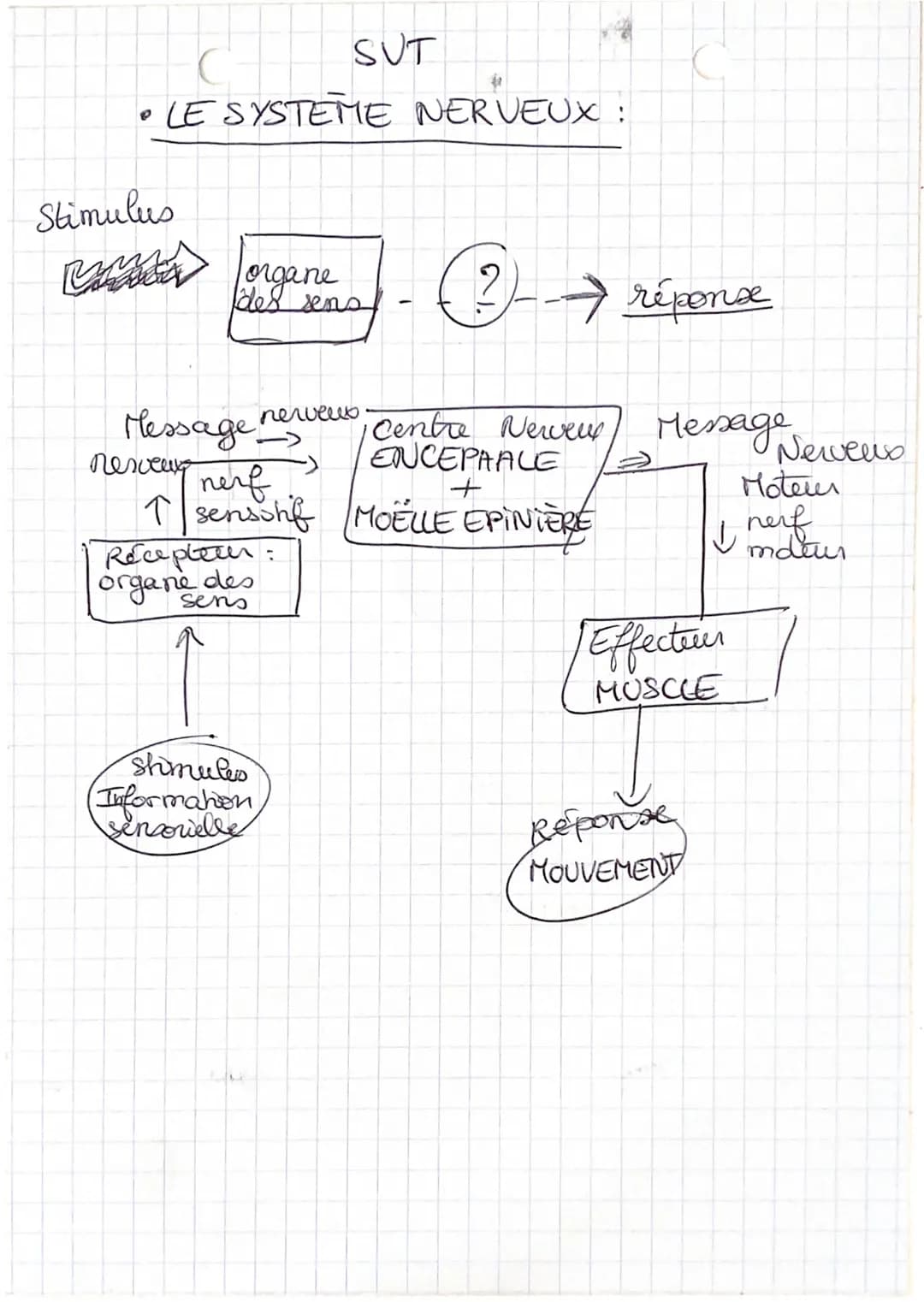 GEOGRAPHIE
SUT
C
SCHEMAS:
Système nerveus d'une
grenouille :
m
dendrite
nawnes
les nerfs
Schéma d'un nemone.
= cellule
-differentes tailles
