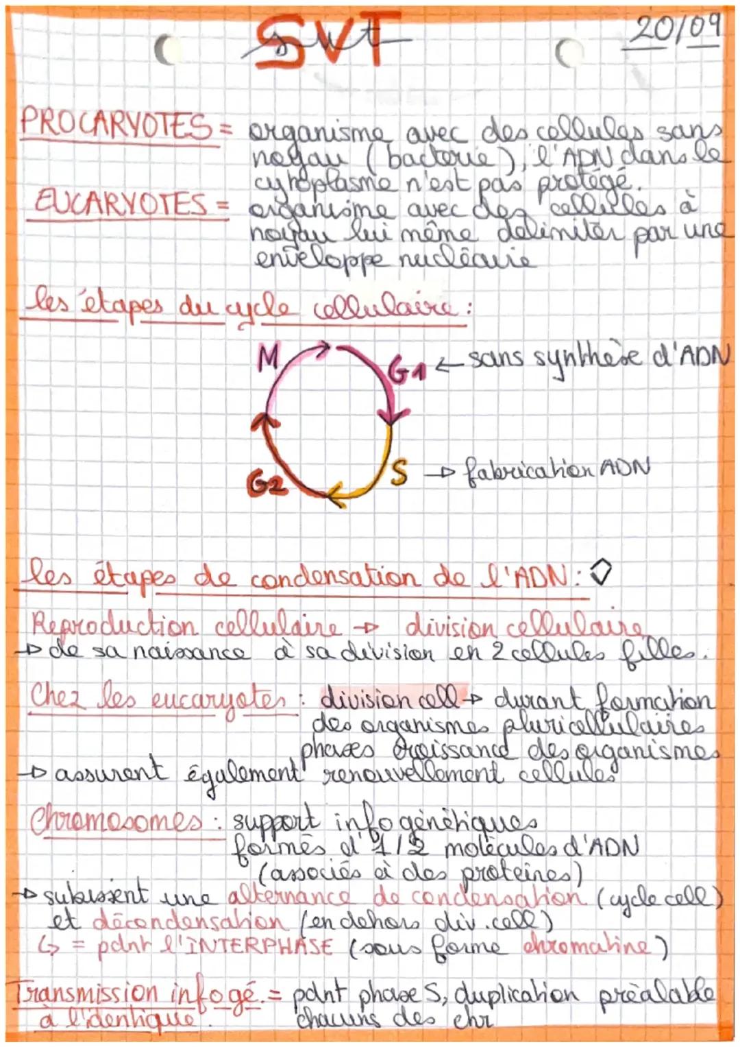 Chapitre mitose méiose