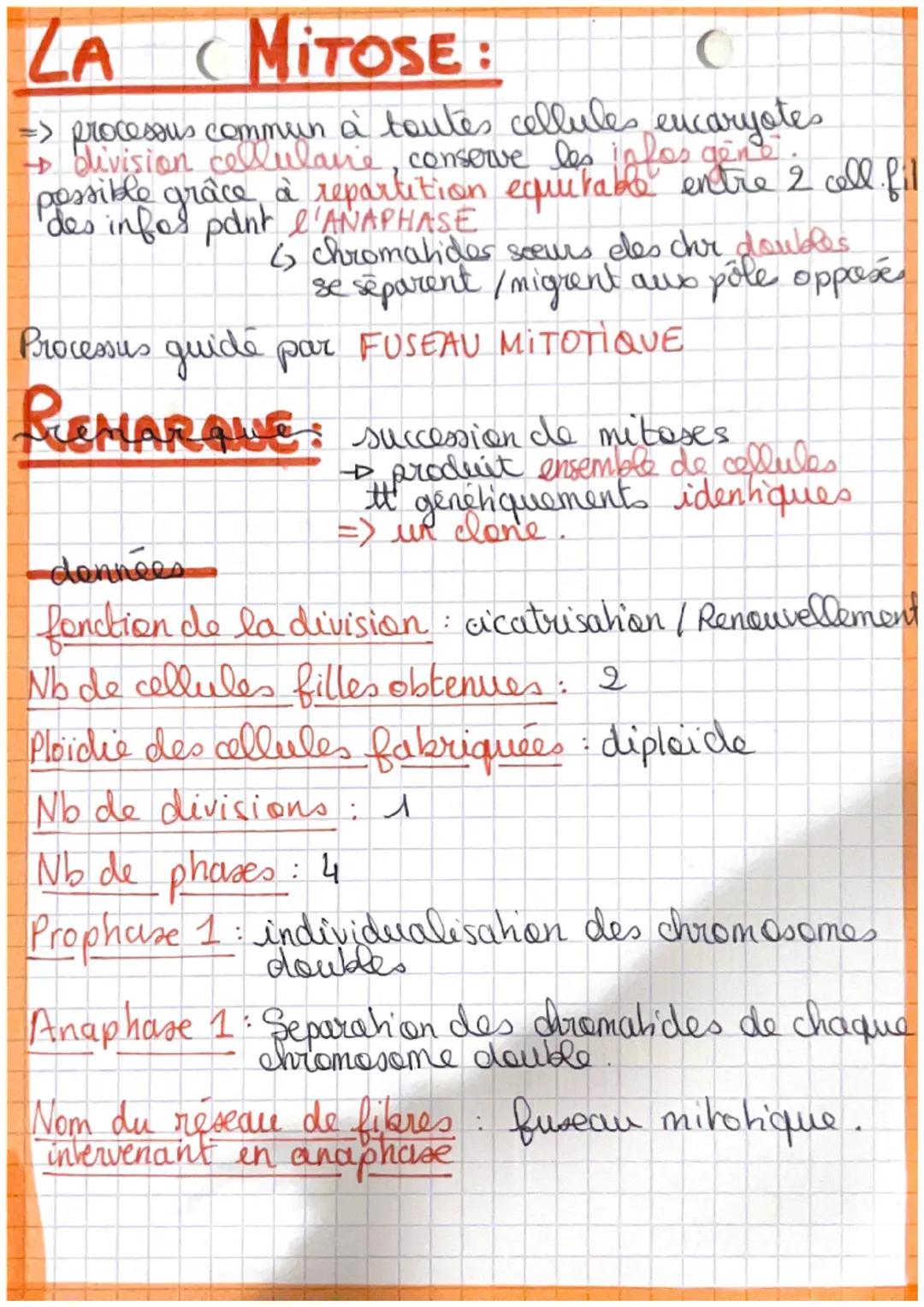 SVE
PROCARYOTES = organisme avec des cellules sans
nogau (bacterie), l'ADN dans le
cyhoplasme n'est pas protégé.
EUCARYOTES = organisme avec