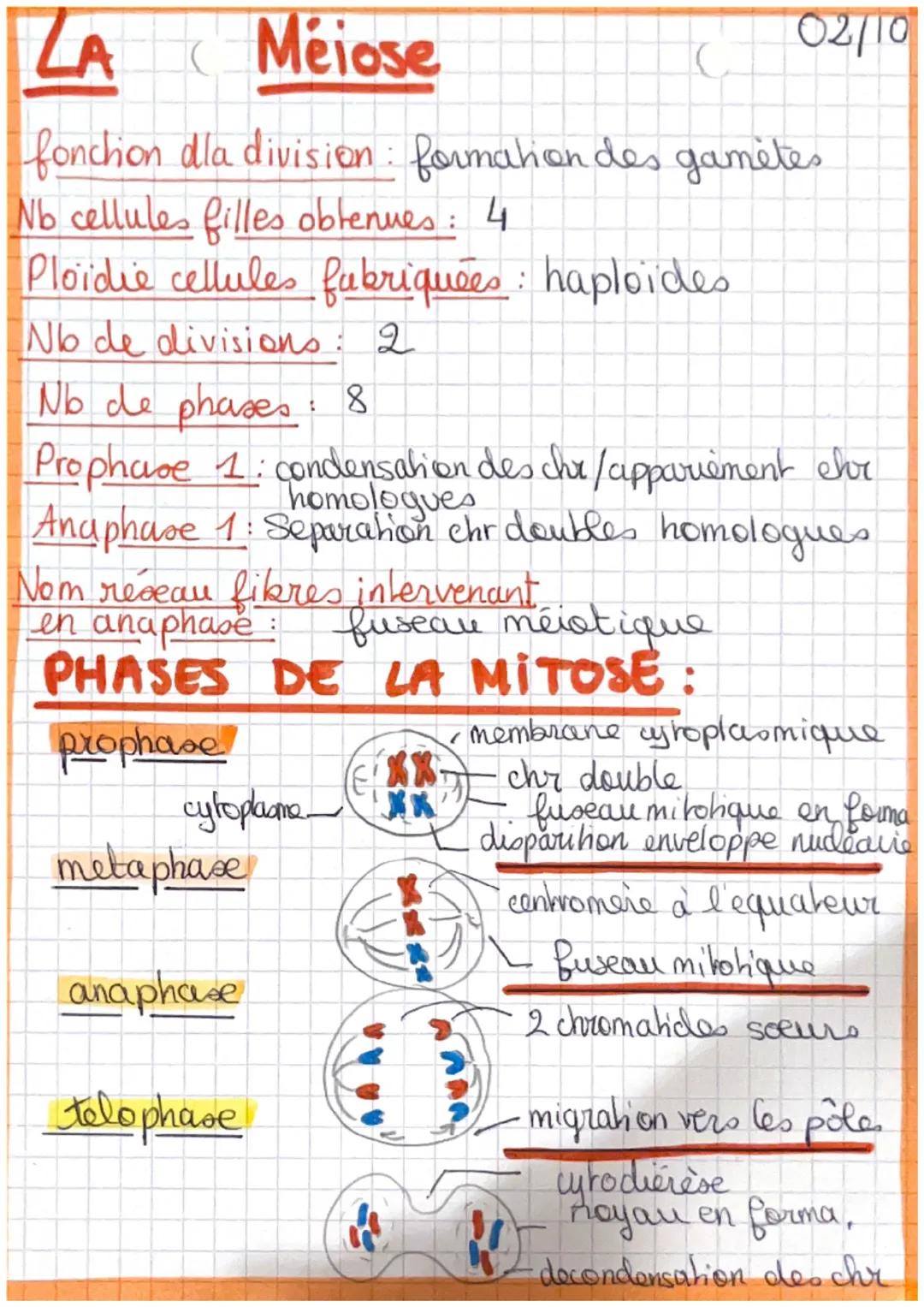 SVE
PROCARYOTES = organisme avec des cellules sans
nogau (bacterie), l'ADN dans le
cyhoplasme n'est pas protégé.
EUCARYOTES = organisme avec