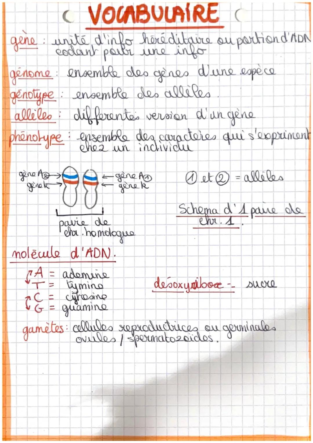 SVE
PROCARYOTES = organisme avec des cellules sans
nogau (bacterie), l'ADN dans le
cyhoplasme n'est pas protégé.
EUCARYOTES = organisme avec