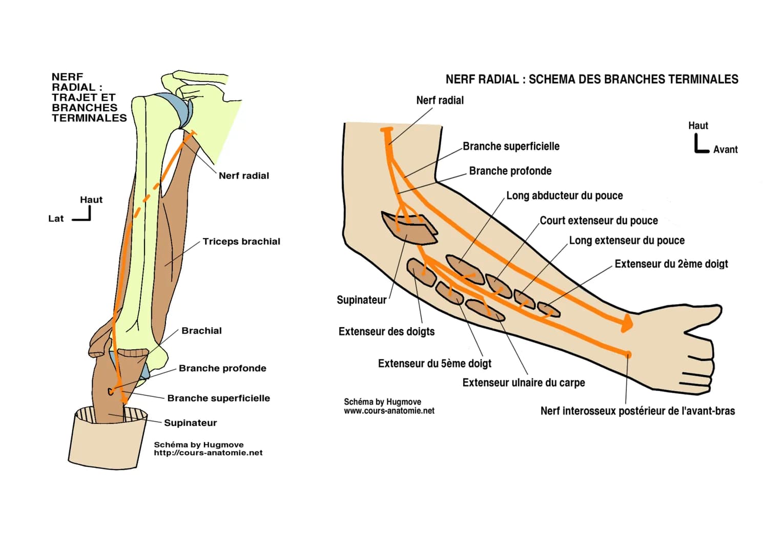 Définition
Nerf mixte pour la face postérieure du membre supérieur.
Origine
Branche terminale du faisceau postérieur du plexus brachial. C5-