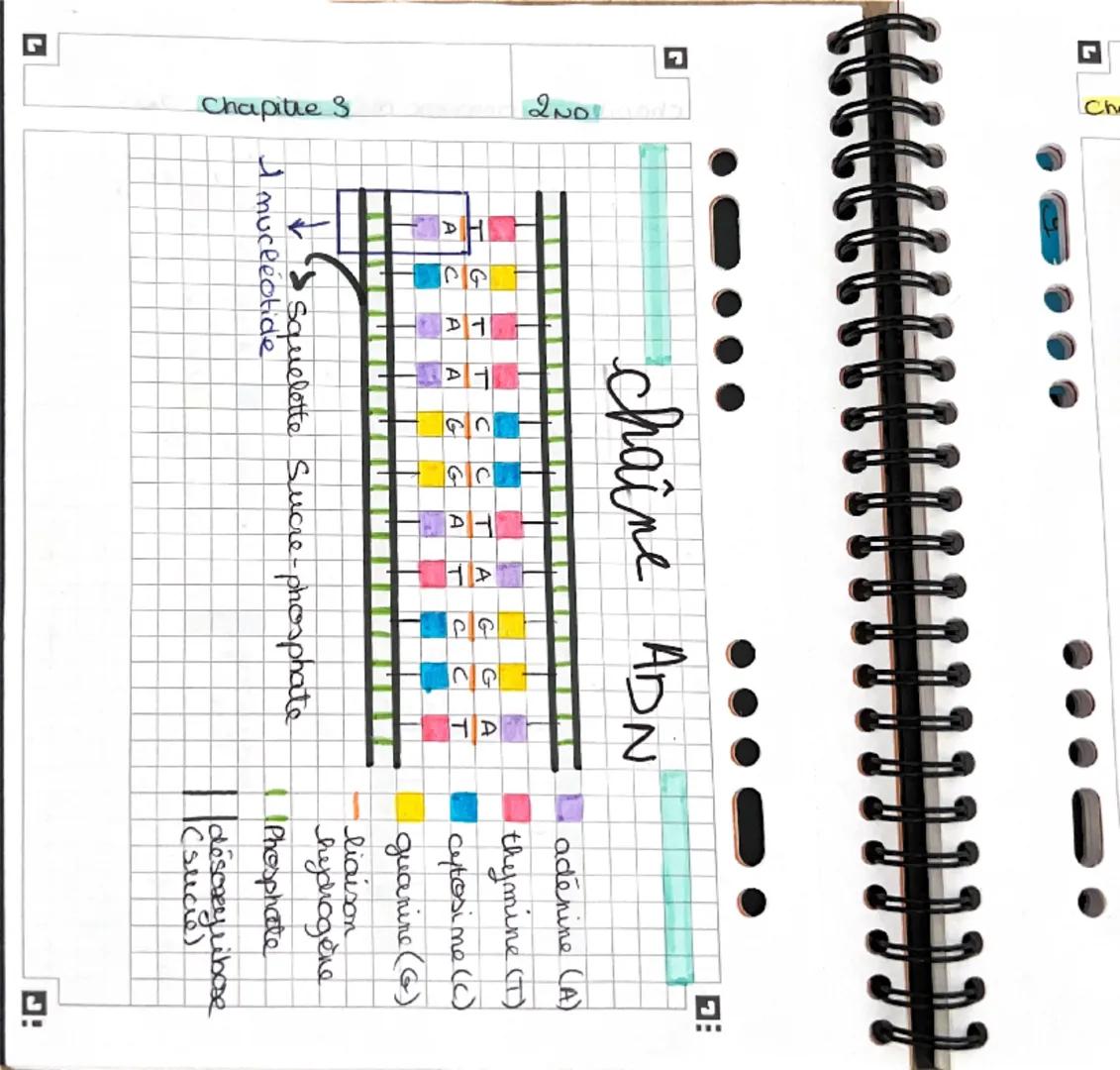 chapitre 3
L'ADN
ADN
200
definition:
0
• transgénise: technique qui
-consiste à
Hansfere
un gène d'une
espèce à une autre.
• Acide desoxyrib