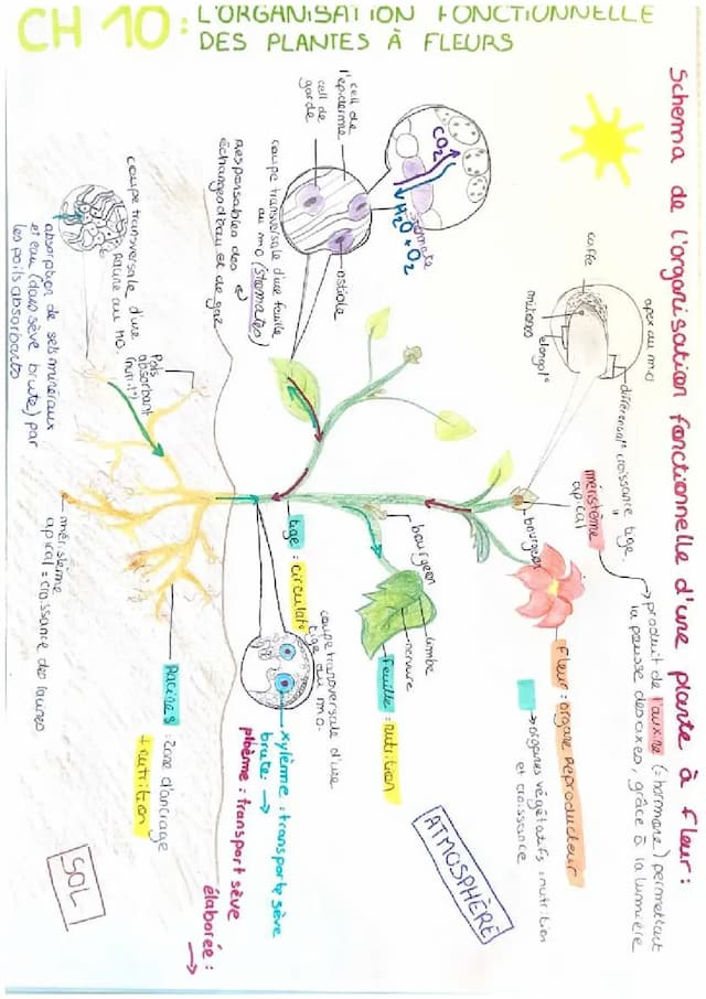 Know l’organisation fonctionnelle des plantes à fleurs  thumbnail