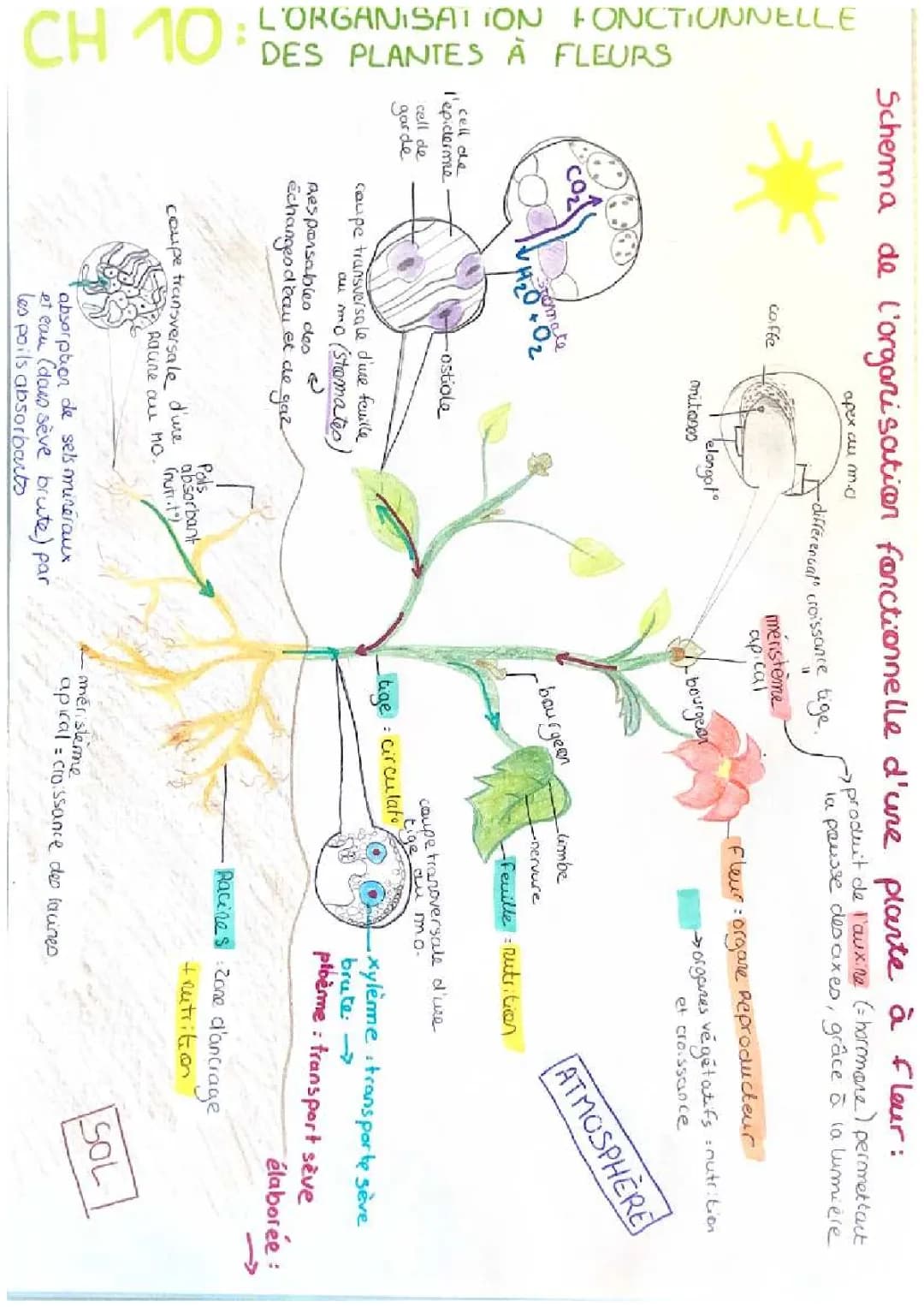 Schéma Illustratif de L’Organisation Fonctionnelle des Plantes à Fleurs pour le Bac SVT