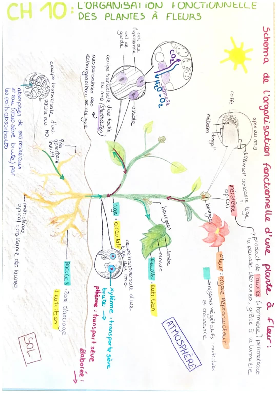 L'ORGANISATION FONCTIONNELLE
CH 10 DES PLANTES À FLEURS
Schema de l'organisation fonctionnelle d'une plante à fleur:
apex au m.0
-> produit 