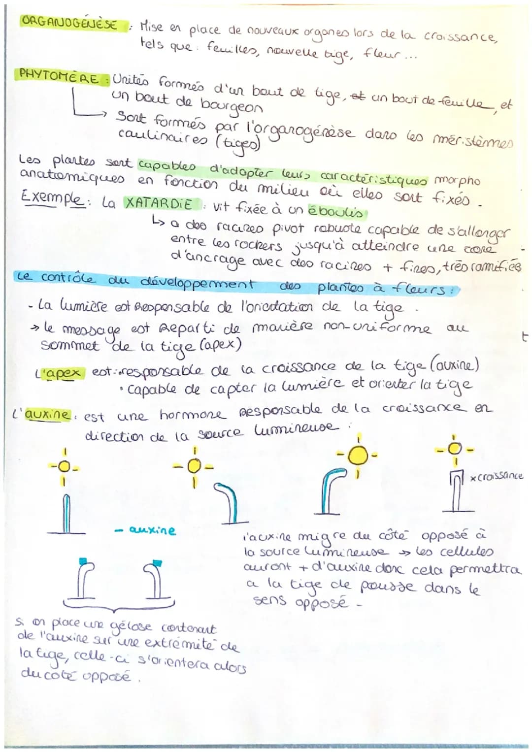 L'ORGANISATION FONCTIONNELLE
CH 10 DES PLANTES À FLEURS
Schema de l'organisation fonctionnelle d'une plante à fleur:
apex au m.0
-> produit 