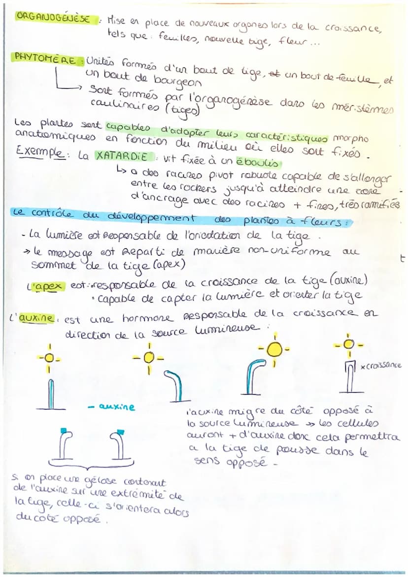 L'ORGANISATION FONCTIONNELLE
CH 10 DES PLANTES À FLEURS
Schema de l'organisation fonctionnelle d'une plante à fleur:
apex au m.0
-> produit 