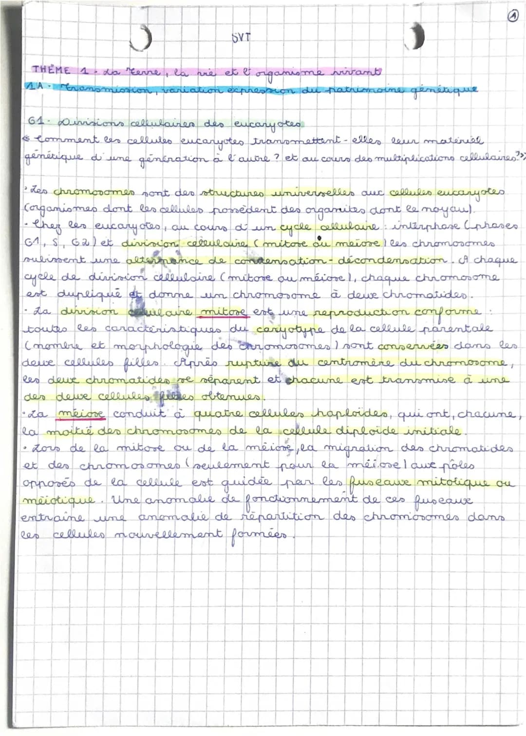 divisions cellulaires des eucaryotes 