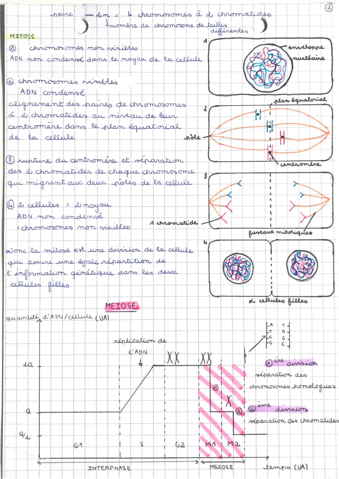 SVT
THEME 1 - La Cerre, la are et l
1A fran
organisme vivant
riation expression du patrimoine génétique
61. Divisions cellulaires des eucary