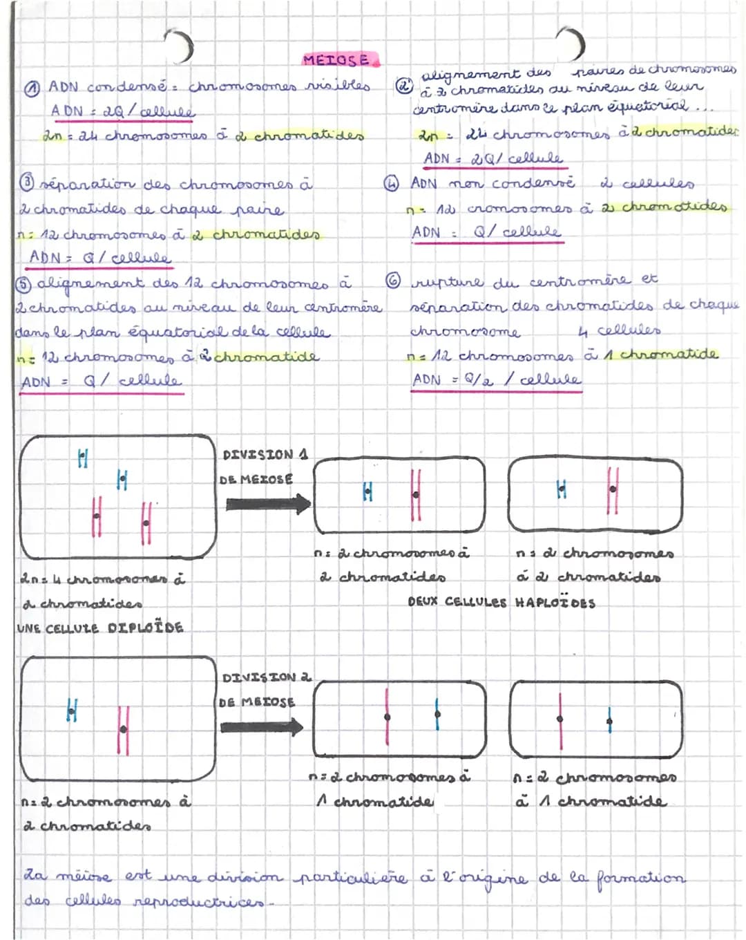 SVT
THEME 1 - La Cerre, la are et l
1A fran
organisme vivant
riation expression du patrimoine génétique
61. Divisions cellulaires des eucary