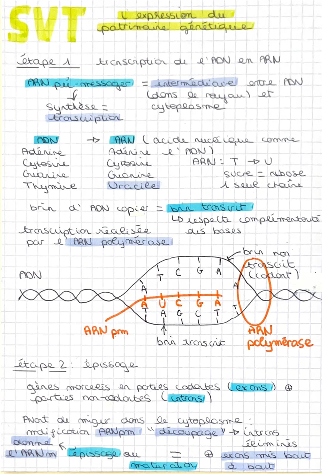 SVT
étape 1
ARN pee-messager
↓
Synthèse =
transcription
ADN
Adérive
Cytosie
Guarine
Thymine.
brin
I expression du
patimaire génétique
AON
tr