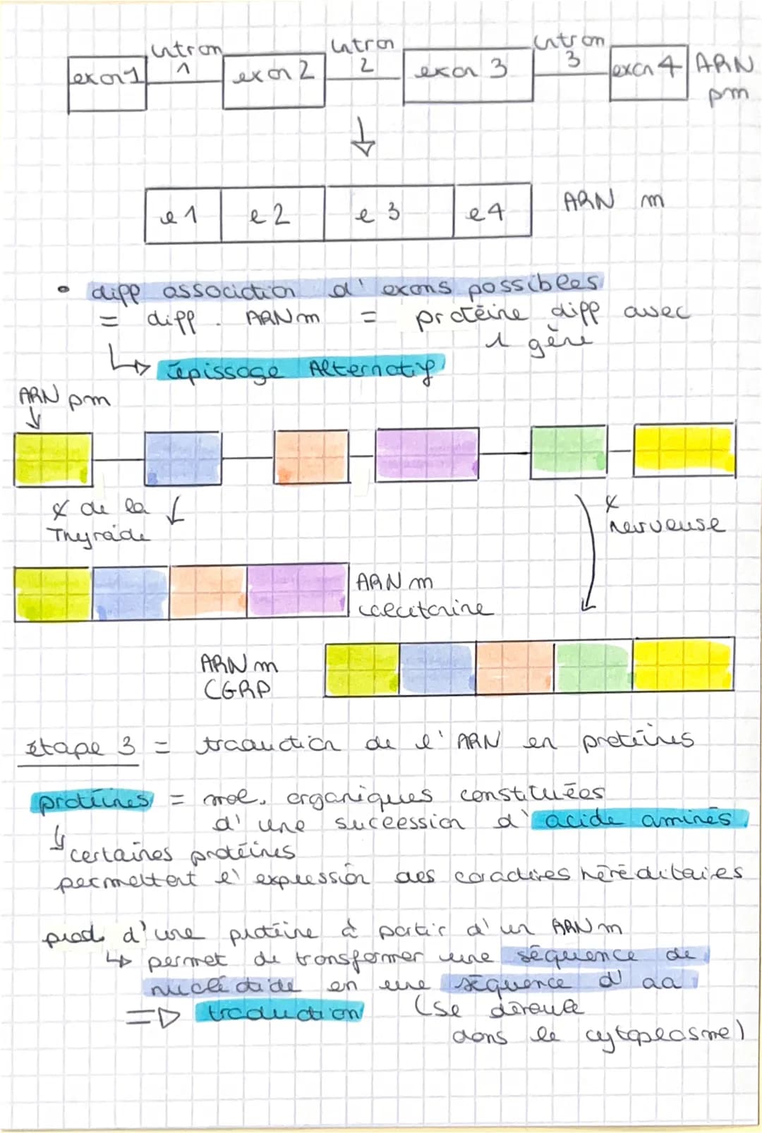 SVT
étape 1
ARN pee-messager
↓
Synthèse =
transcription
ADN
Adérive
Cytosie
Guarine
Thymine.
brin
I expression du
patimaire génétique
AON
tr