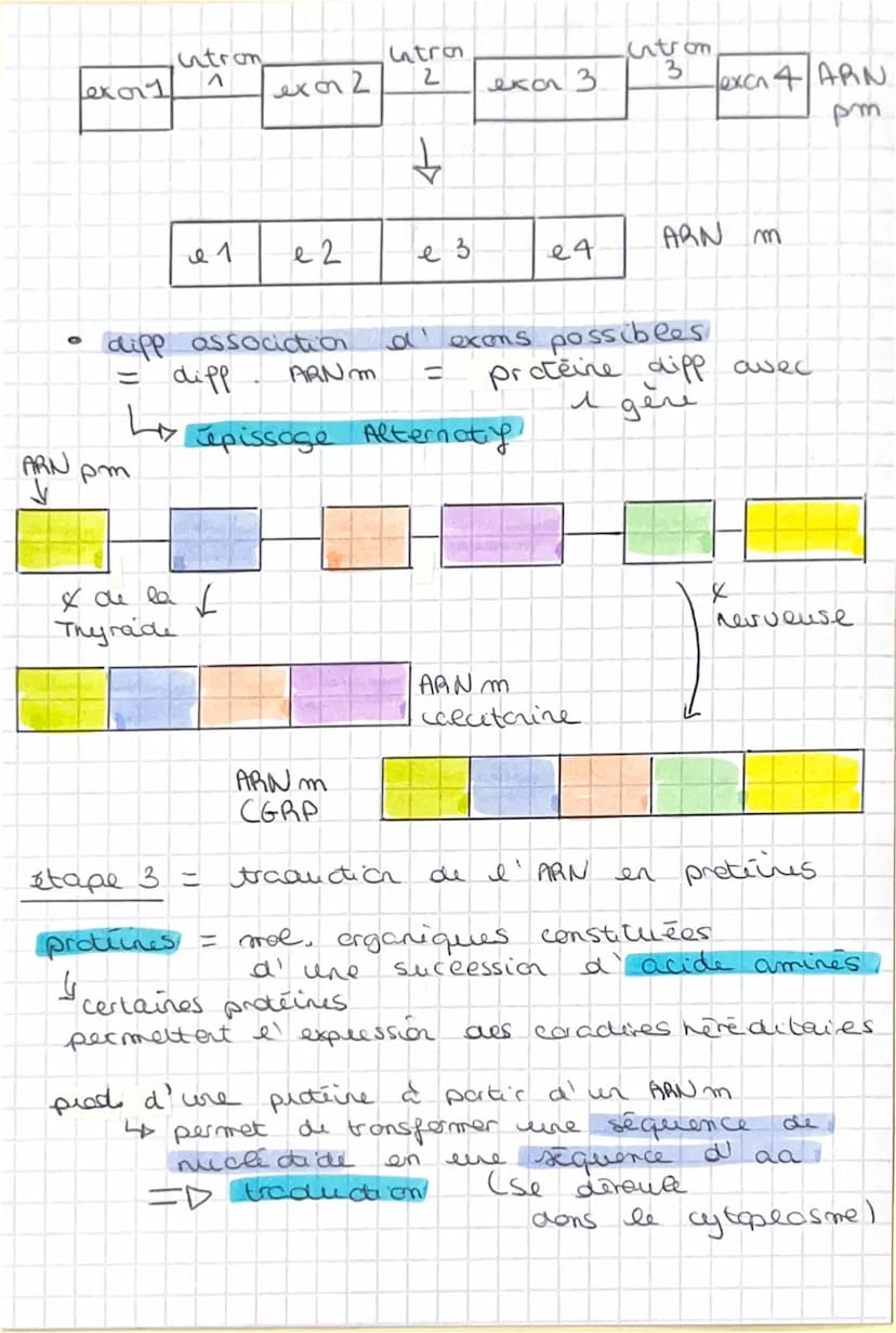 SVT
étape 1
ARN pee-messager
↓
Synthèse =
transcription
ADN
Adérive
Cytosie
Guarine
Thymine.
brin
I expression du
patimaire génétique
AON
tr