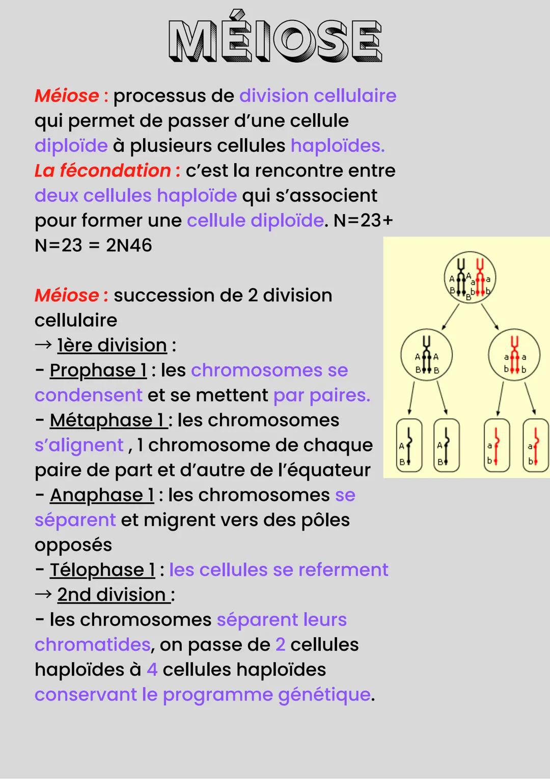 MÉIOSE
Méiose: processus de division cellulaire
qui permet de passer d'une cellule
diploïde à plusieurs cellules haploïdes.
La fécondation :