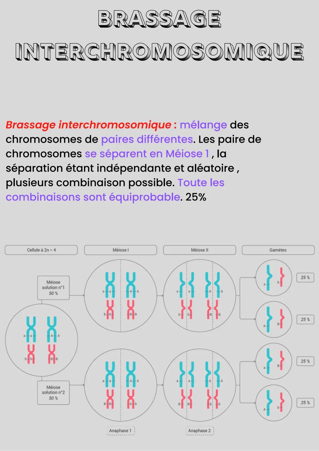 MÉIOSE
Méiose: processus de division cellulaire
qui permet de passer d'une cellule
diploïde à plusieurs cellules haploïdes.
La fécondation :