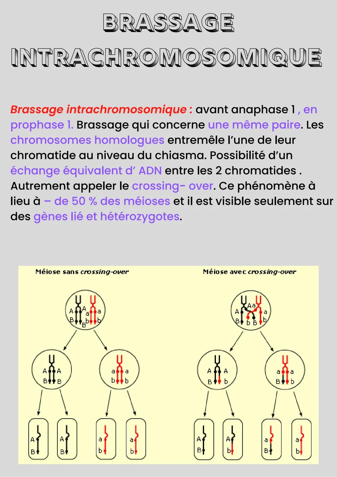 MÉIOSE
Méiose: processus de division cellulaire
qui permet de passer d'une cellule
diploïde à plusieurs cellules haploïdes.
La fécondation :