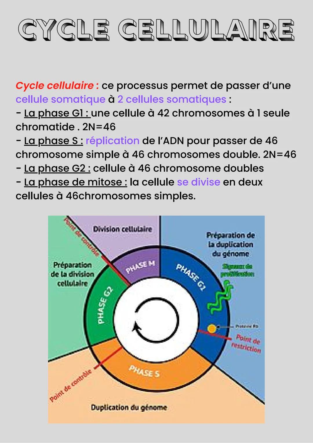 MÉIOSE
Méiose: processus de division cellulaire
qui permet de passer d'une cellule
diploïde à plusieurs cellules haploïdes.
La fécondation :