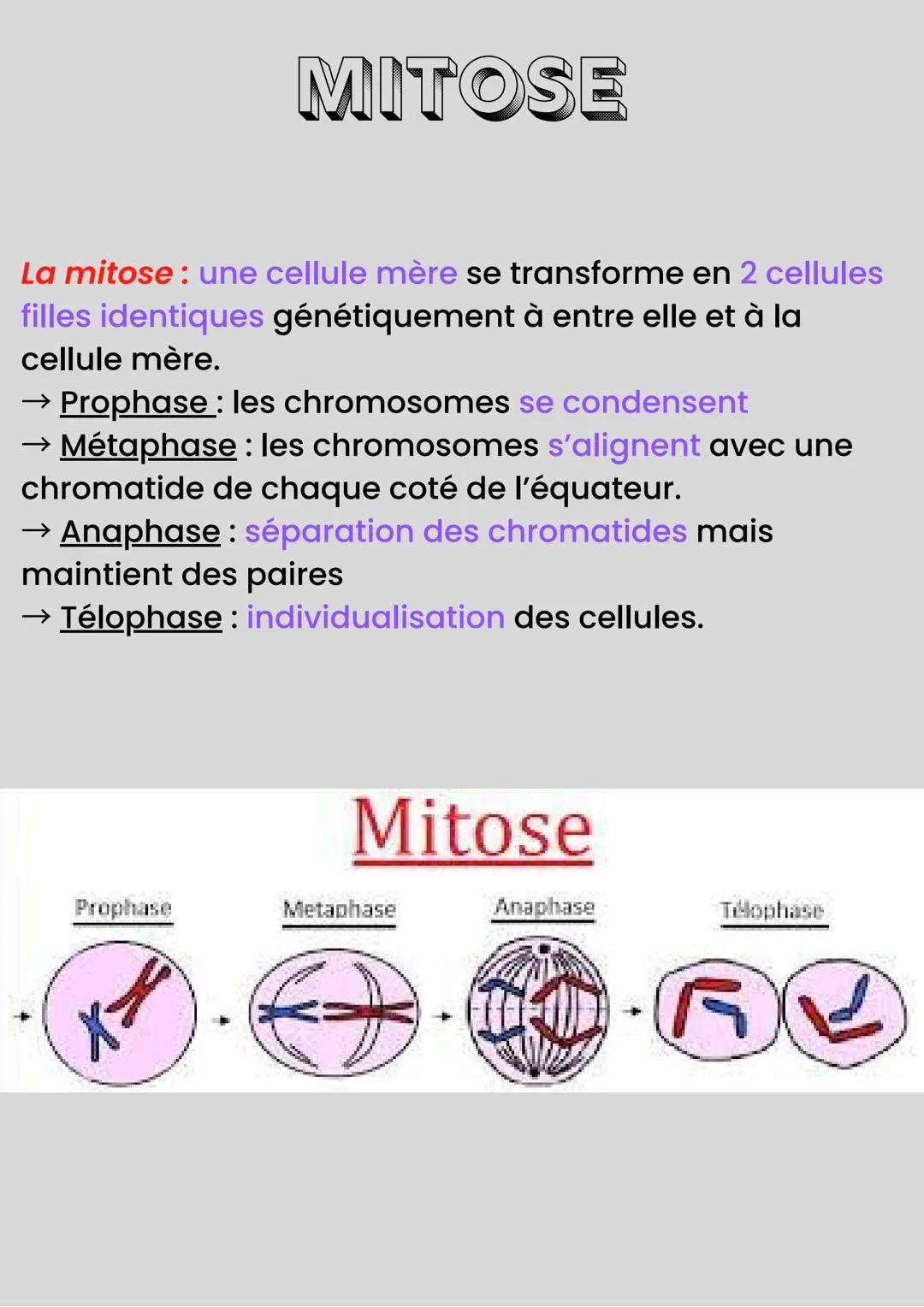 MÉIOSE
Méiose: processus de division cellulaire
qui permet de passer d'une cellule
diploïde à plusieurs cellules haploïdes.
La fécondation :