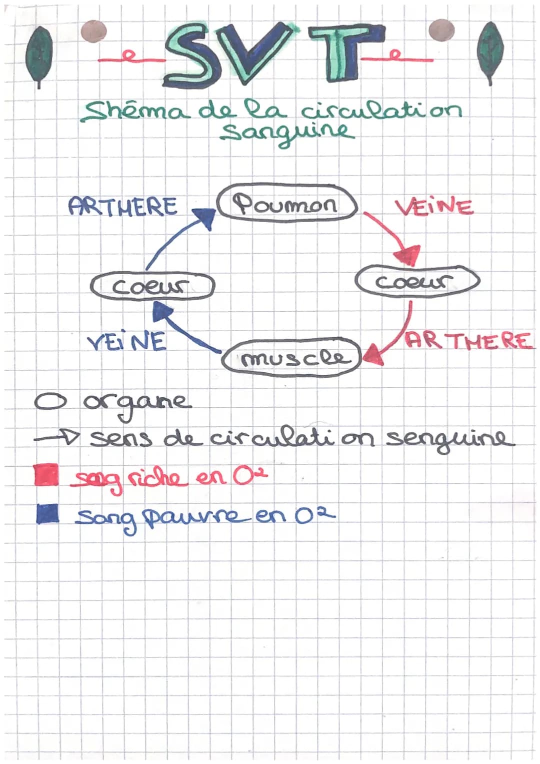 SVT
Shema de la circulation
Sanguine
ARTHERE
(coeur
VENE
Poumon
muscle
VEINE
sag riche en 0₂²
Song paurre en 02
Coeur
ARTHERE
○ organe
▷ sen