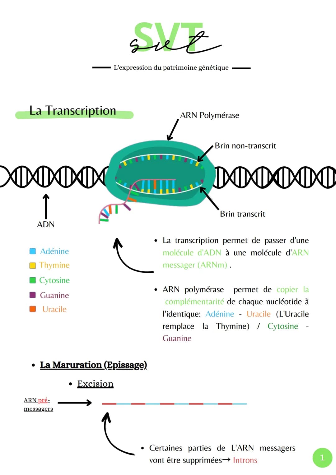 La Transcription
XMXN
Î
ADN
Adénine
Thymine
Cytosine
Guanine
Uracile
مسة
L'expression du patrimoine génétique
ARN pré-
messagers
• La Marura