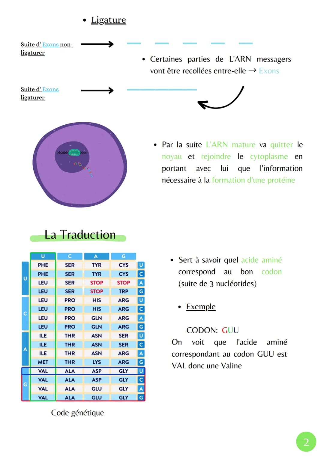 La Transcription
XMXN
Î
ADN
Adénine
Thymine
Cytosine
Guanine
Uracile
مسة
L'expression du patrimoine génétique
ARN pré-
messagers
• La Marura
