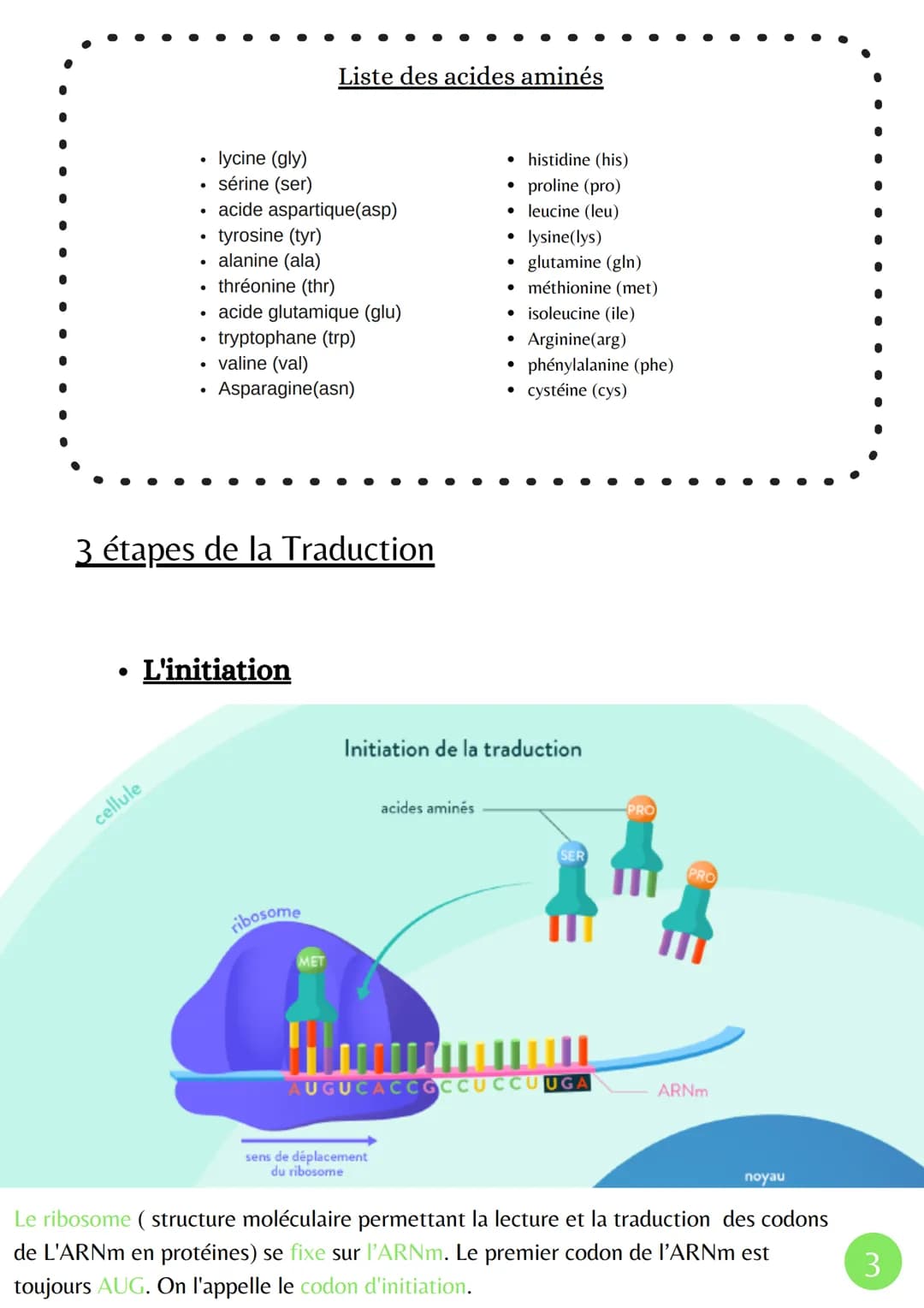 La Transcription
XMXN
Î
ADN
Adénine
Thymine
Cytosine
Guanine
Uracile
مسة
L'expression du patrimoine génétique
ARN pré-
messagers
• La Marura