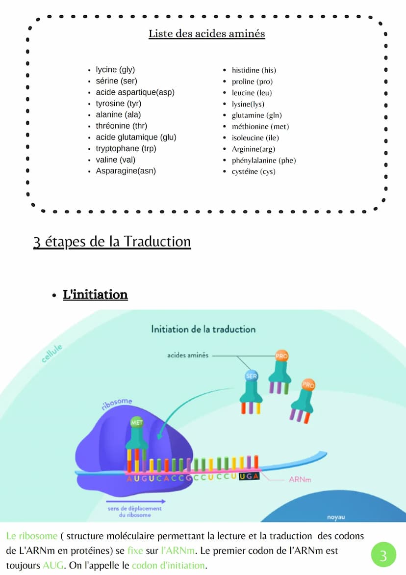 La Transcription
XMXN
Î
ADN
Adénine
Thymine
Cytosine
Guanine
Uracile
مسة
L'expression du patrimoine génétique
ARN pré-
messagers
• La Marura