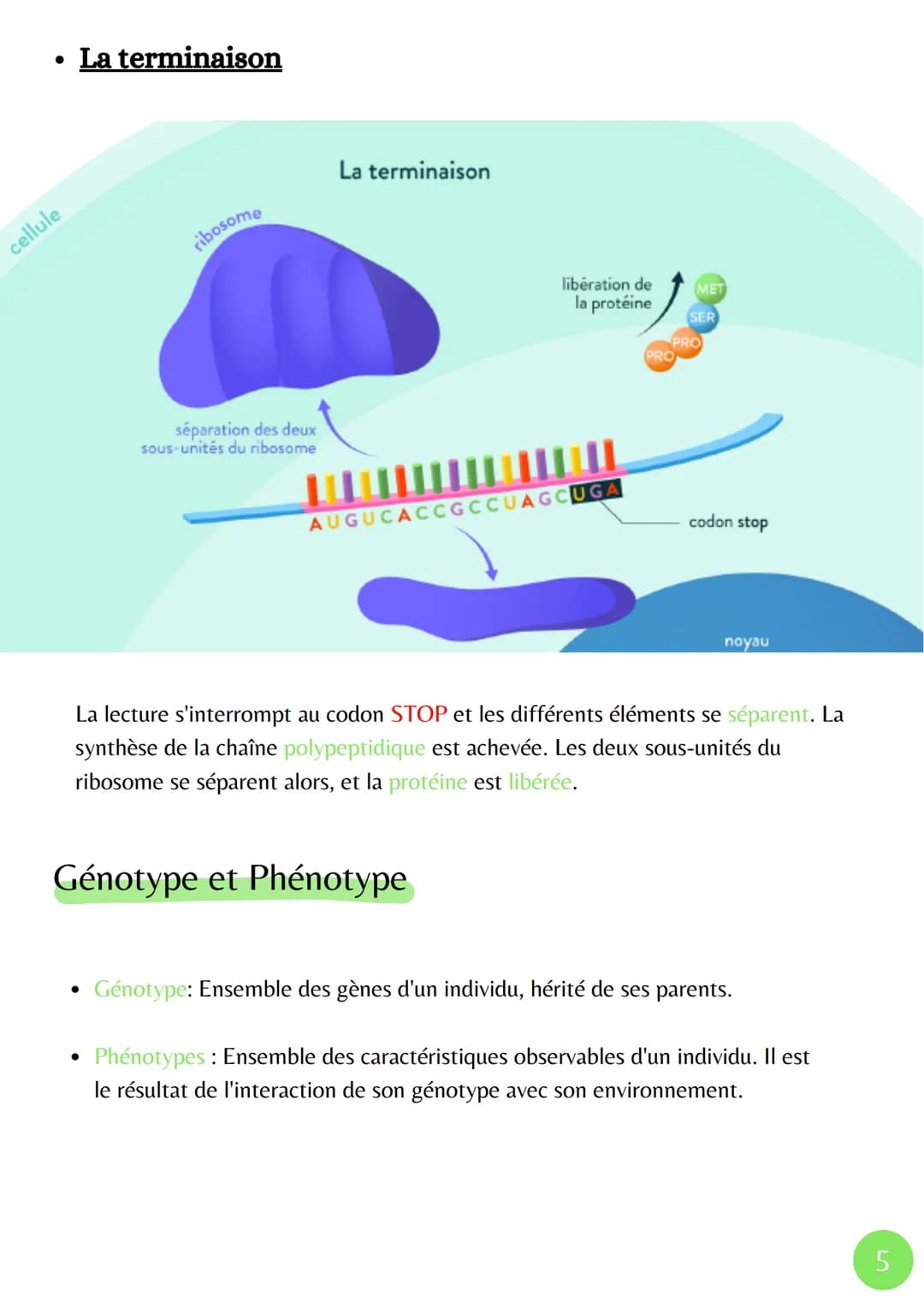 La Transcription
XMXN
Î
ADN
Adénine
Thymine
Cytosine
Guanine
Uracile
مسة
L'expression du patrimoine génétique
ARN pré-
messagers
• La Marura
