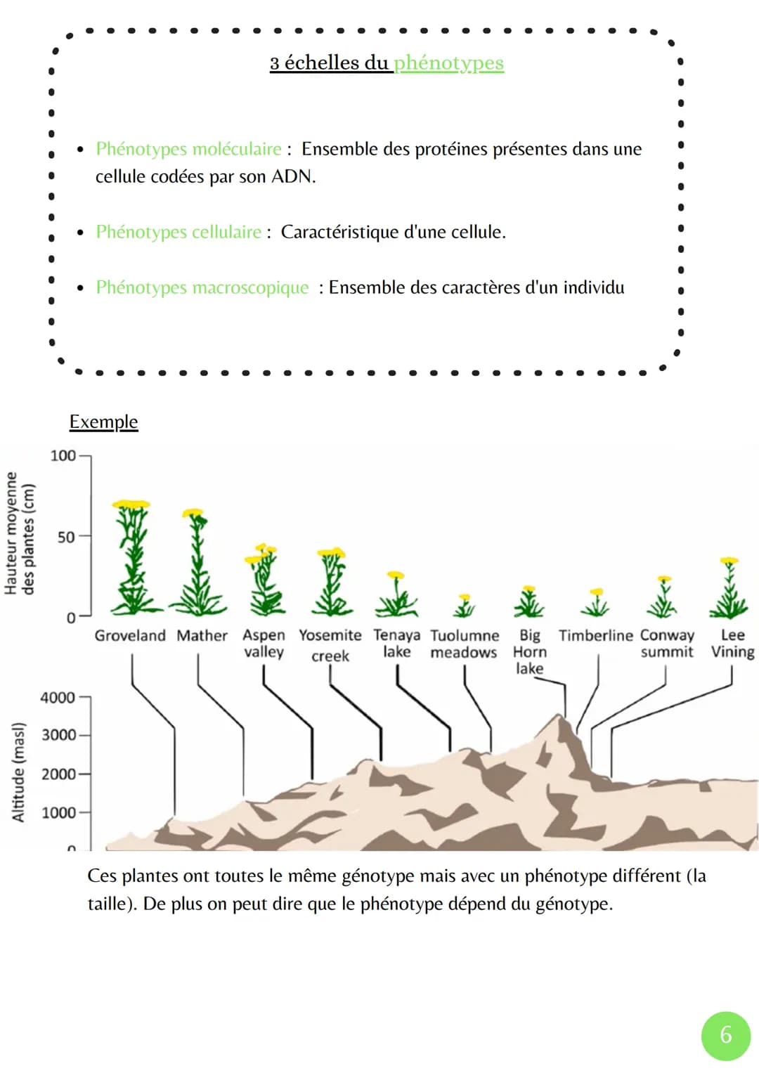 La Transcription
XMXN
Î
ADN
Adénine
Thymine
Cytosine
Guanine
Uracile
مسة
L'expression du patrimoine génétique
ARN pré-
messagers
• La Marura