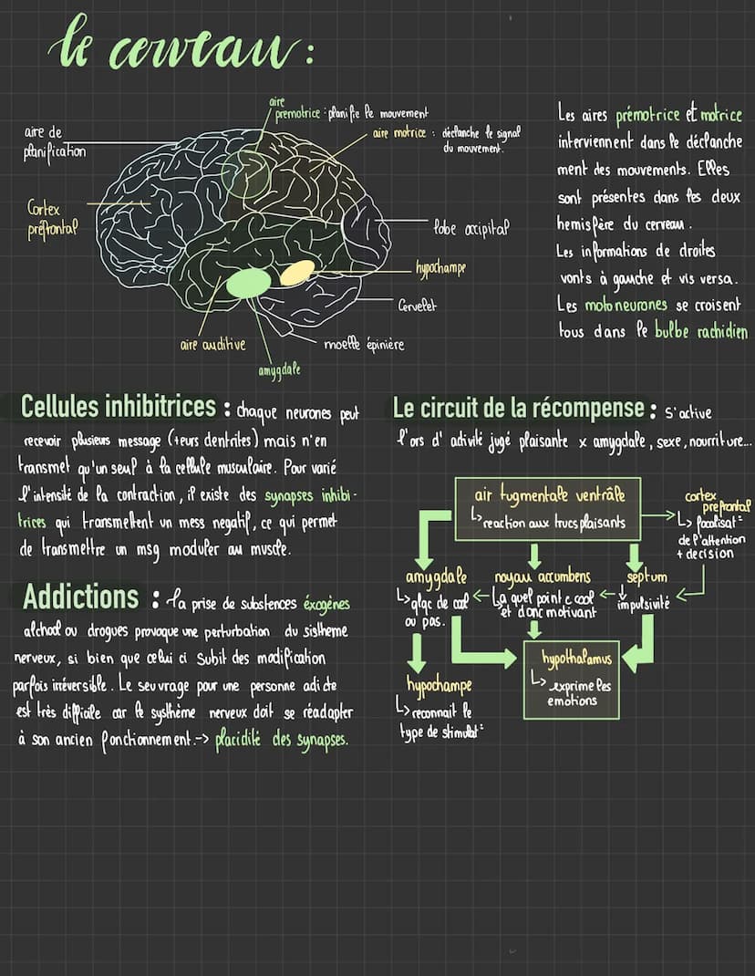 sistheme
Sequence 5
nerveux
I/ Les réflexes
le fonctionement
Neurones : permettent de transmettre l'information
électrique qui permettra le 