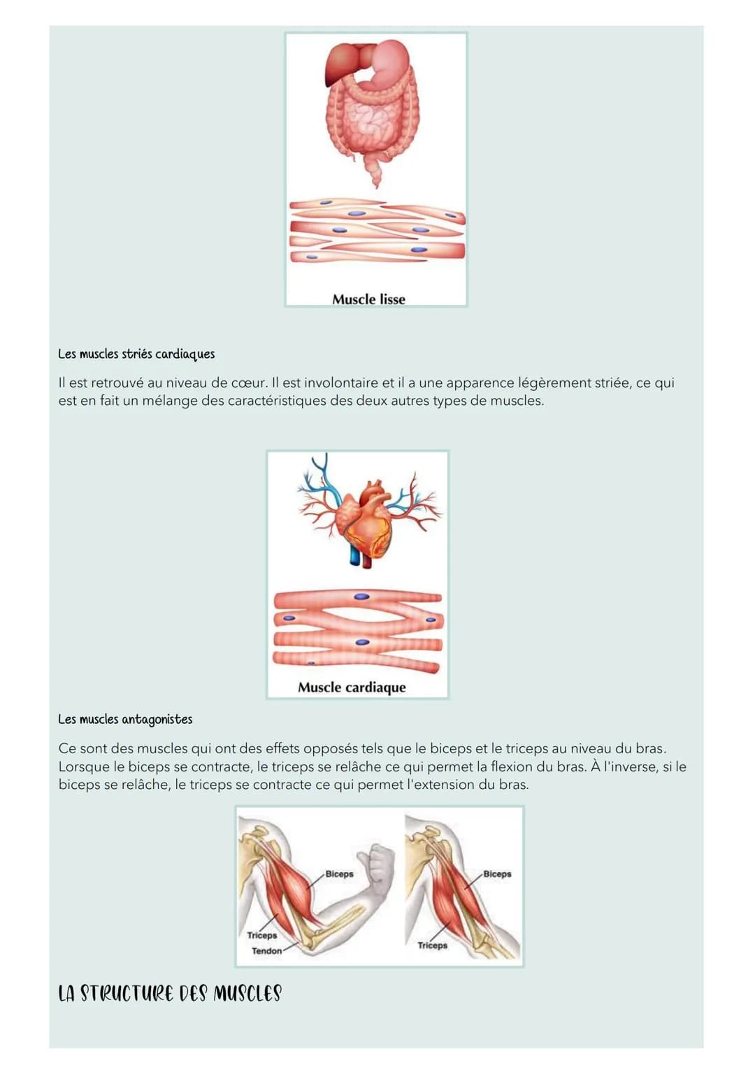 Les muscles
INTRODUCTION
On retrouve plus de 640 muscles répartis un peu partout dans le corps humain. Lorsqu'ils sont
attachés aux os grâce