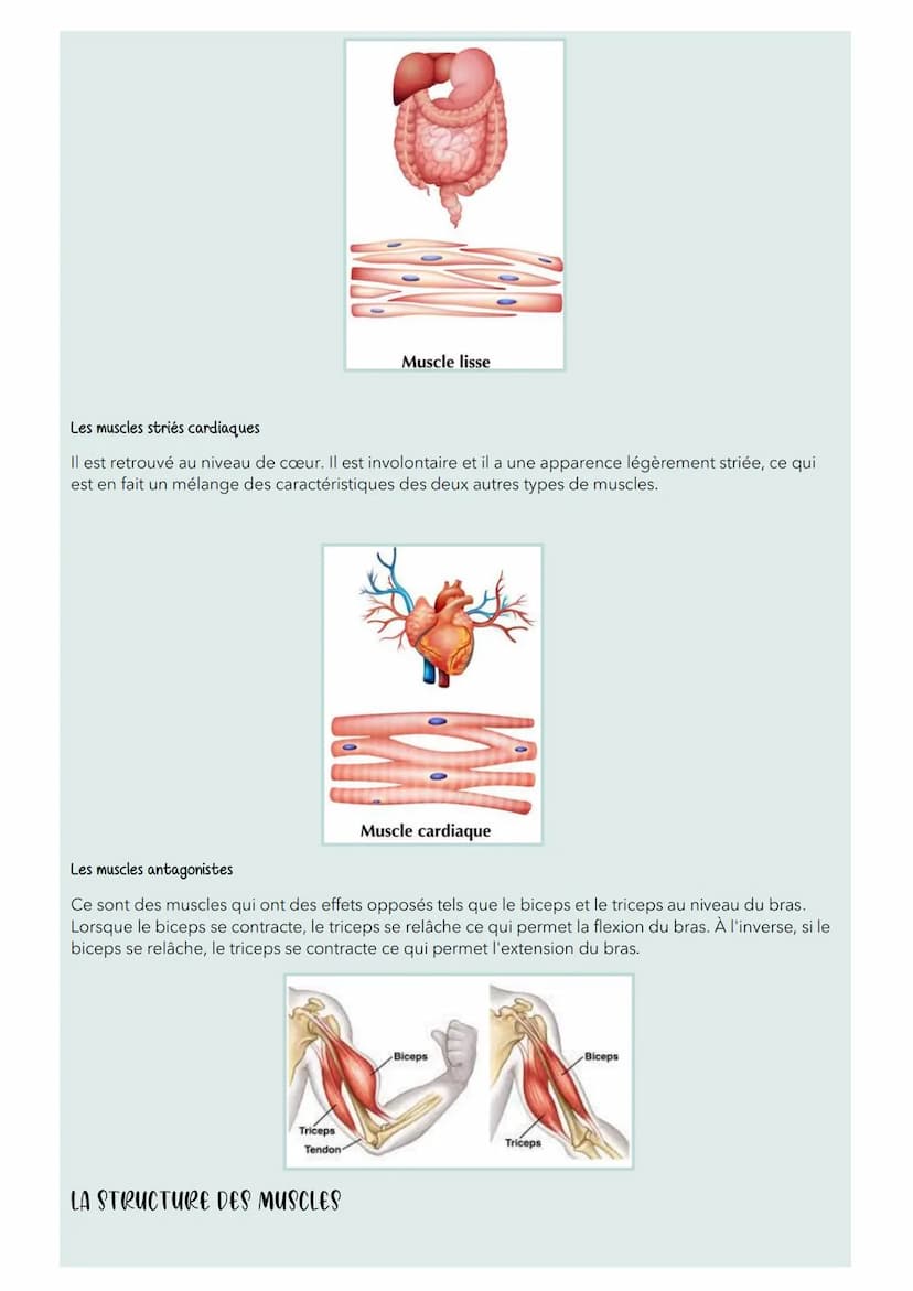 Les muscles
INTRODUCTION
On retrouve plus de 640 muscles répartis un peu partout dans le corps humain. Lorsqu'ils sont
attachés aux os grâce