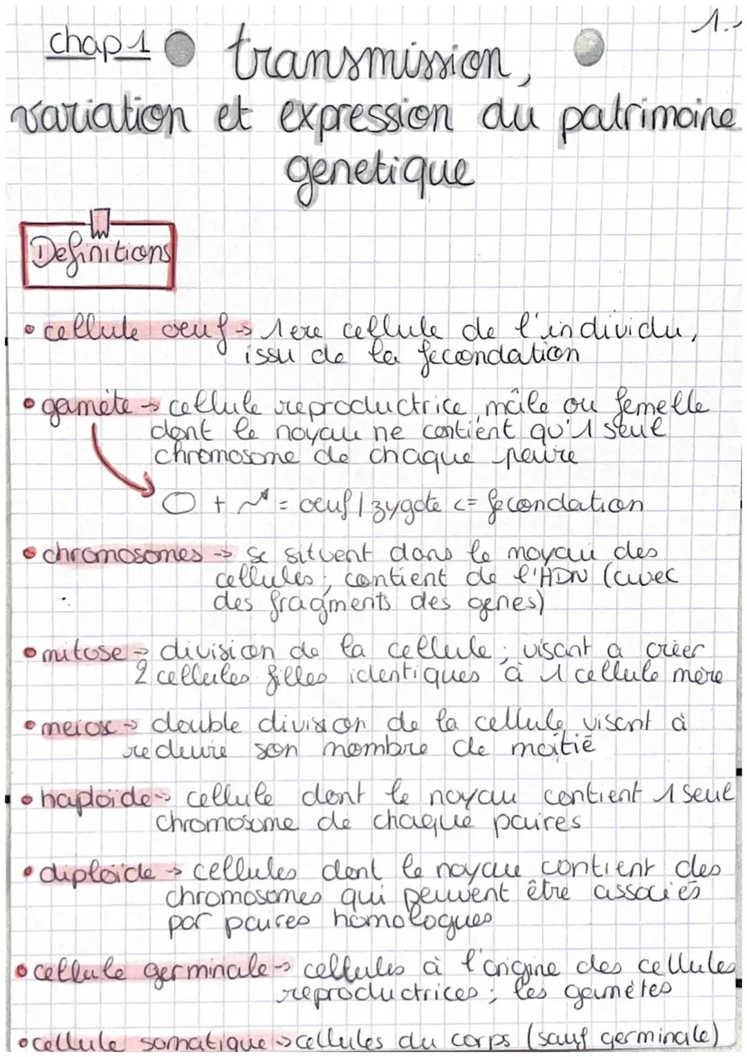 La Transmission du Patrimoine Génétique : Cours de Génétique et Différences entre Mitose et Méiose