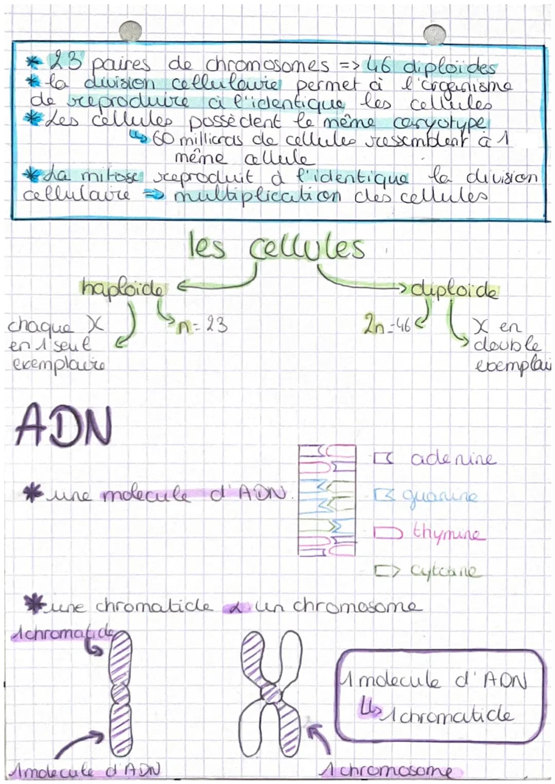 chop transmission,
variation
tw
Definitions
et expression du patrimoine
genetique
• cellute oeufs Mere cellule de l'individu,
issu de la fec