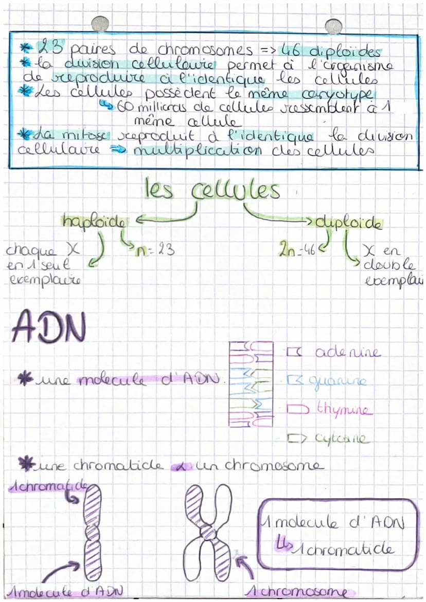 chop transmission,
variation
tw
Definitions
et expression du patrimoine
genetique
• cellute oeufs Mere cellule de l'individu,
issu de la fec
