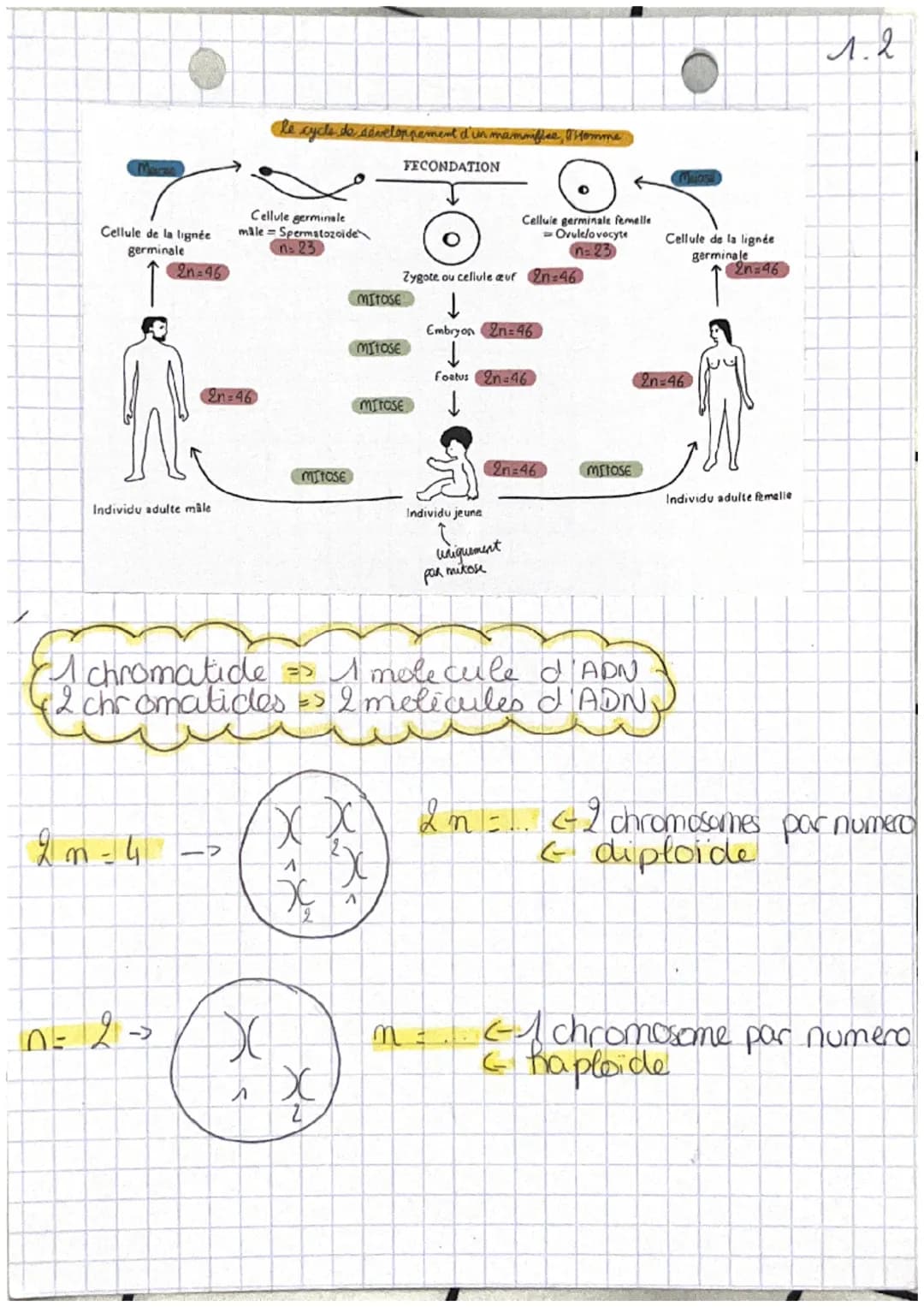 chop transmission,
variation
tw
Definitions
et expression du patrimoine
genetique
• cellute oeufs Mere cellule de l'individu,
issu de la fec