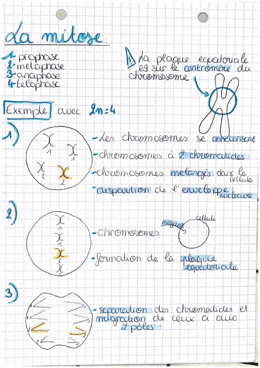 chop transmission,
variation
tw
Definitions
et expression du patrimoine
genetique
• cellute oeufs Mere cellule de l'individu,
issu de la fec