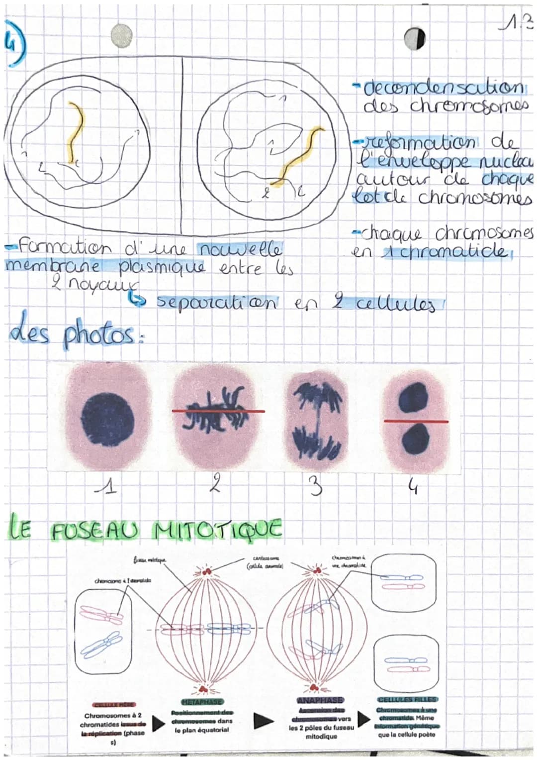 chop transmission,
variation
tw
Definitions
et expression du patrimoine
genetique
• cellute oeufs Mere cellule de l'individu,
issu de la fec