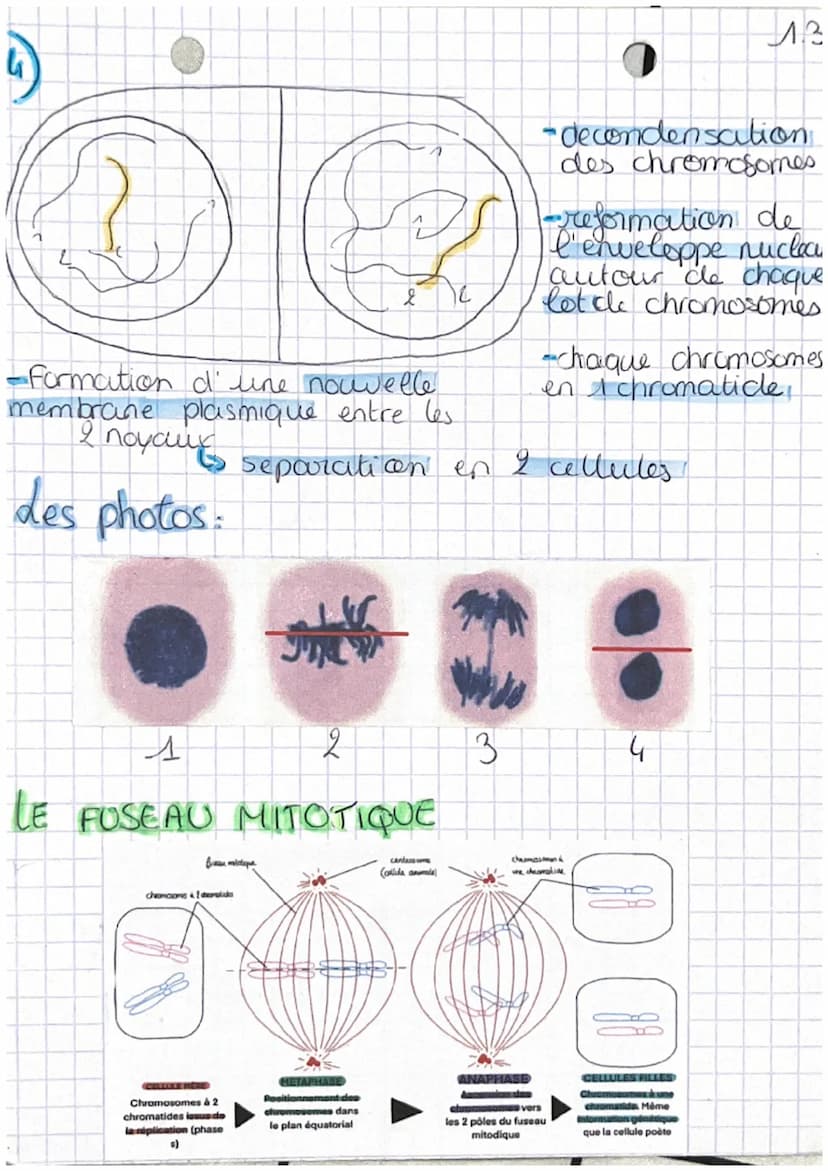 chop transmission,
variation
tw
Definitions
et expression du patrimoine
genetique
• cellute oeufs Mere cellule de l'individu,
issu de la fec